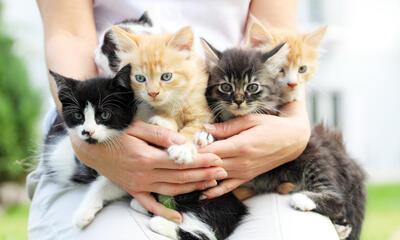 Katten