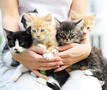 Katten
